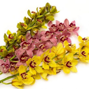 Orchidėja cymbidium