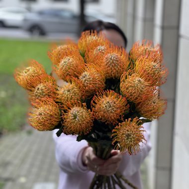 Gaismiai ( Leucospermum)